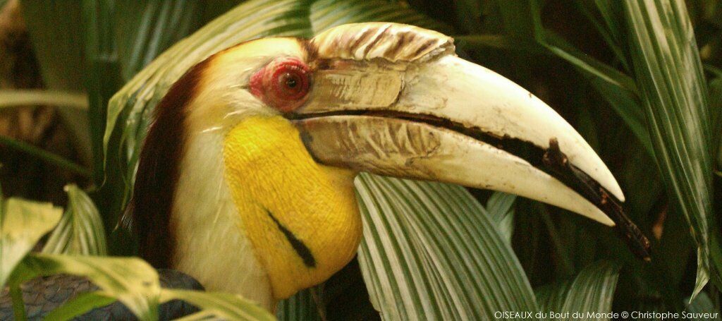 Wreathed Hornbill male