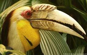 Wreathed Hornbill