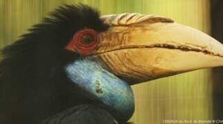 Wreathed Hornbill