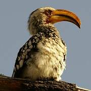 Southern Yellow-billed Hornbill