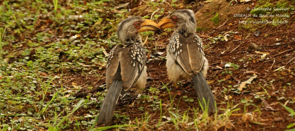 Southern Yellow-billed Hornbill, identification