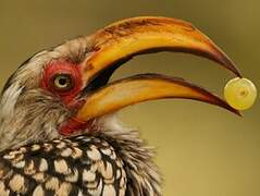 Southern Yellow-billed Hornbill