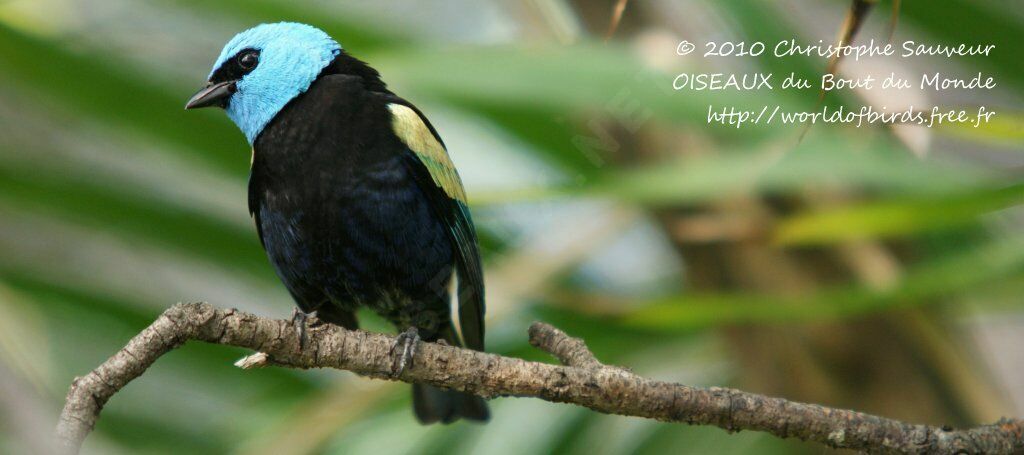 Blue-necked Tanager