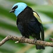 Blue-necked Tanager