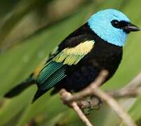 Blue-necked Tanager