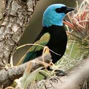 Blue-necked Tanager