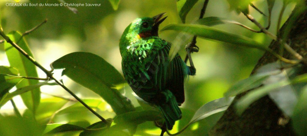 Orange-eared Tanager