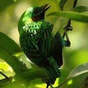 Orange-eared Tanager