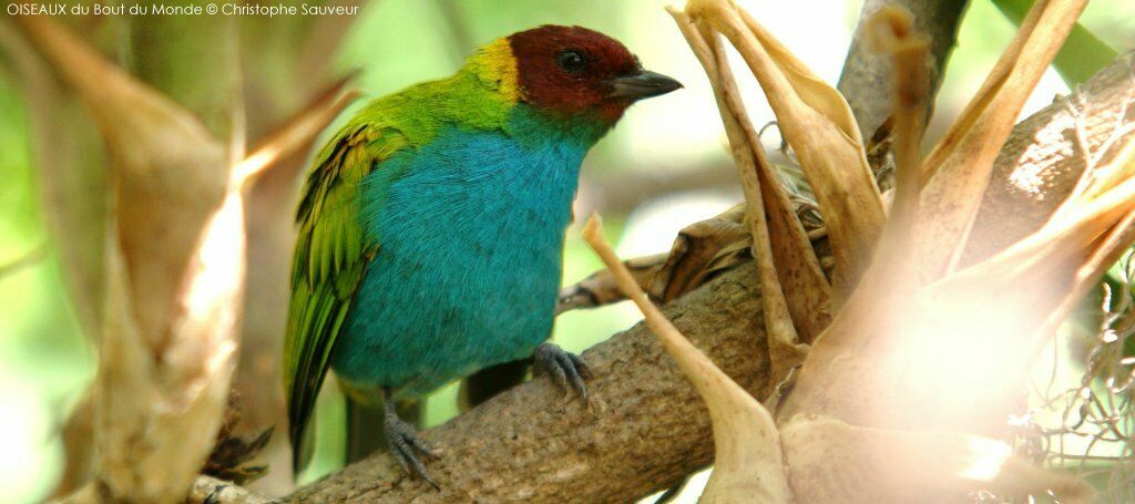 Bay-headed Tanager