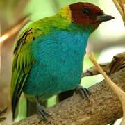 Bay-headed Tanager