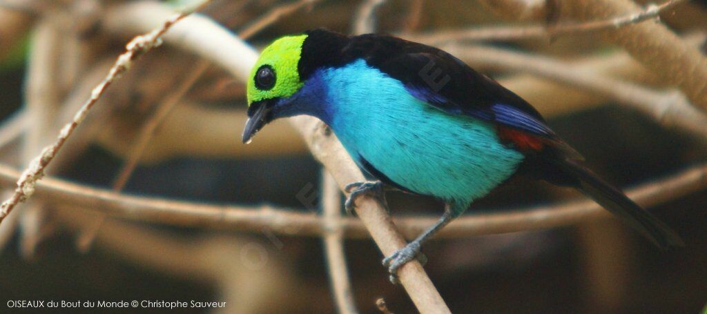 Paradise Tanager