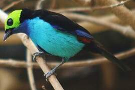 Paradise Tanager