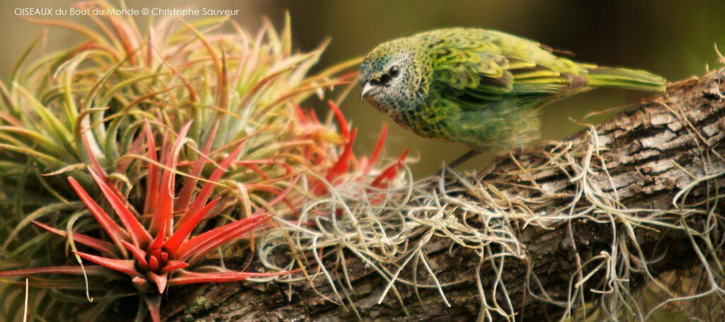 Spotted Tanager