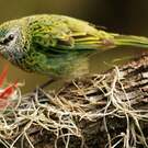 Calliste syacou