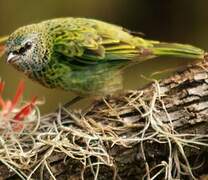 Spotted Tanager