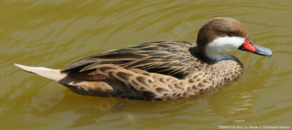 White-cheeked Pintail