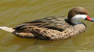 White-cheeked Pintail