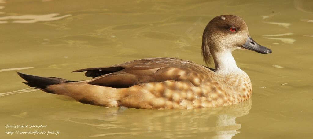 Canard huppé