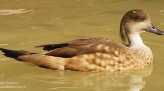 Crested Duck