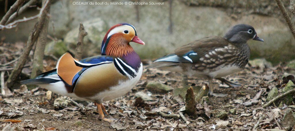 Mandarin Duck