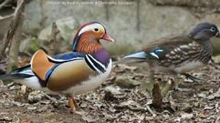 Mandarin Duck