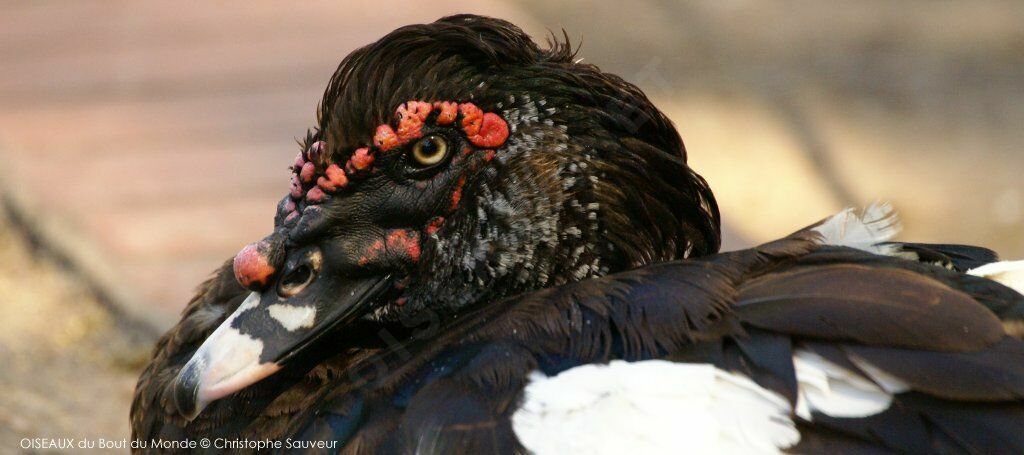 Muscovy Duck