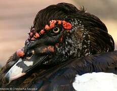 Muscovy Duck