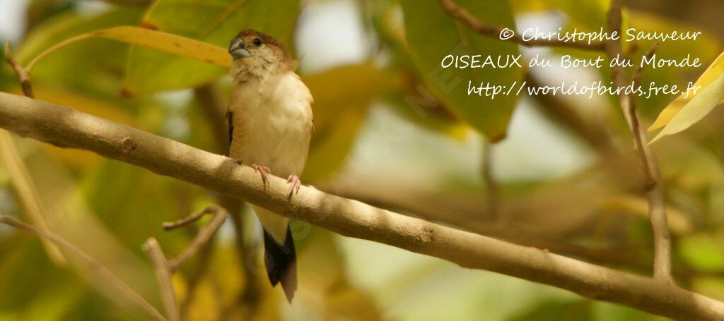 Indian Silverbill