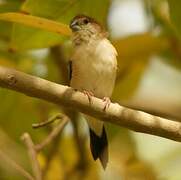 Indian Silverbill