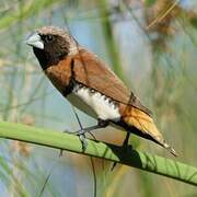 Chestnut-breasted Mannikin