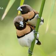 Chestnut-breasted Mannikin