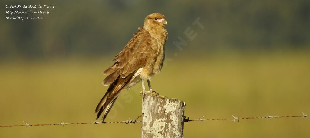 Chimango Caracara, identification