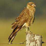 Chimango Caracara