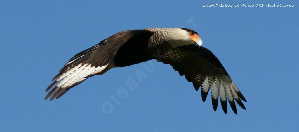 Crested Caracara