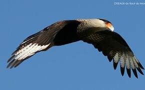 Caracara huppé