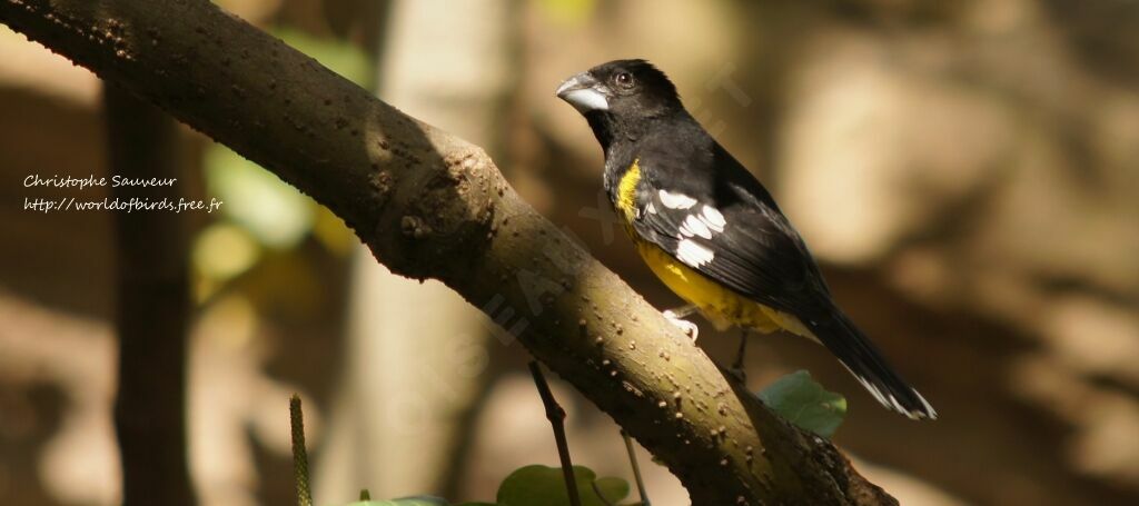 Black-backed Grosbeak