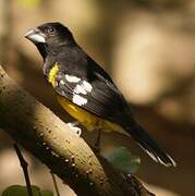 Black-backed Grosbeak