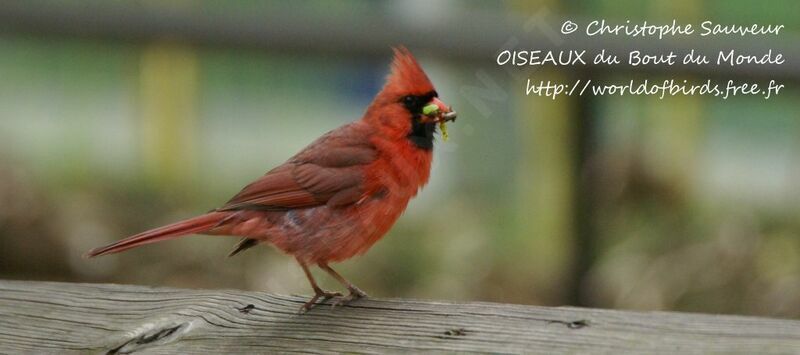 Cardinal rouge mâle adulte, régime