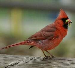 Cardinal rouge