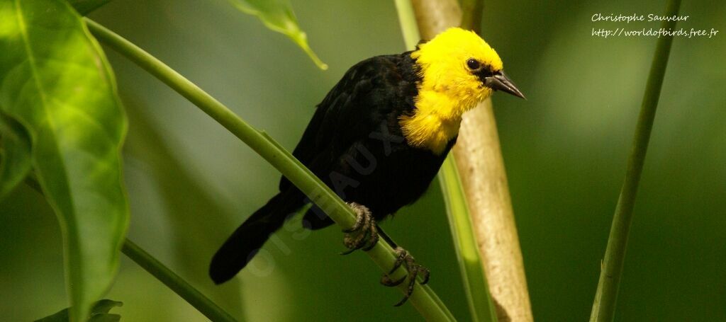 Yellow-hooded Blackbird