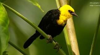 Yellow-hooded Blackbird