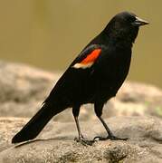 Red-winged Blackbird