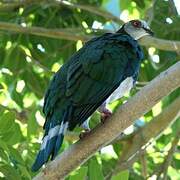 White-bellied Imperial Pigeon