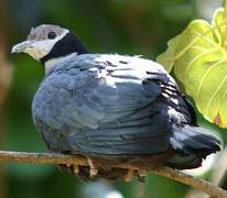 Collared Imperial Pigeon