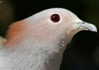 Carpophage pauline