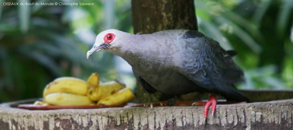 Pinon's Imperial Pigeon