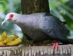 Pinon's Imperial Pigeon