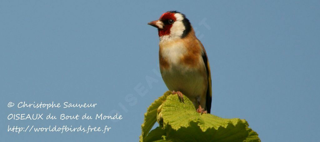 Chardonneret élégant