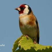 European Goldfinch