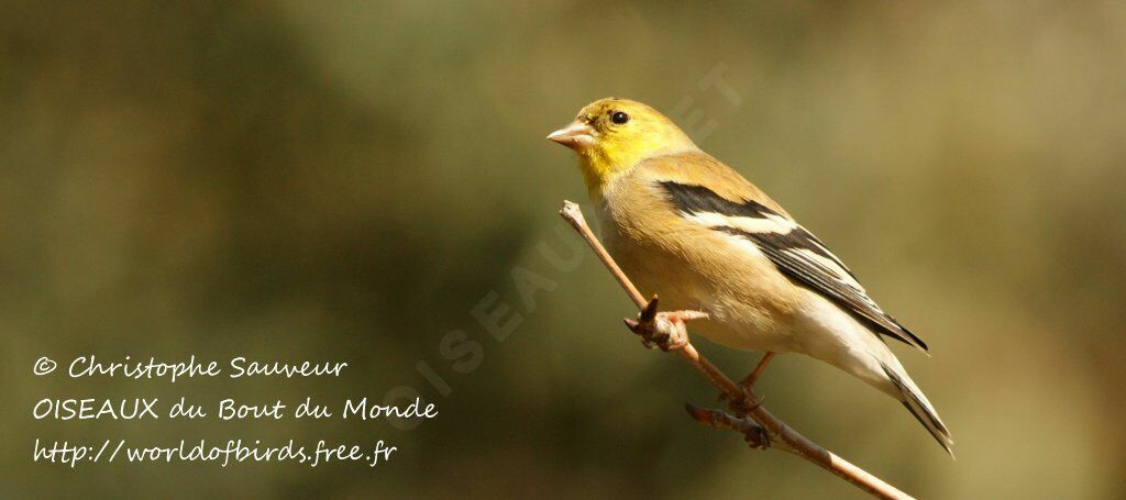 American Goldfinch